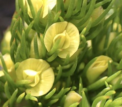 Aspalathus alopecurus