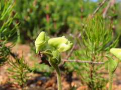Disperis villosa
