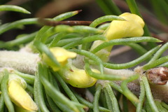 Aspalathus alopecurus