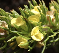 Aspalathus alopecurus