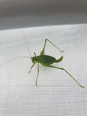 Leptophyes punctatissima