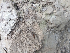 Sceliphron curvatum