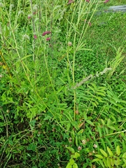 Sanguisorba tenuifolia