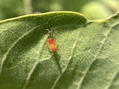 Lygaeus kalmii
