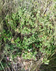 Pelargonium capitatum
