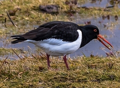Haematopus ostralegus