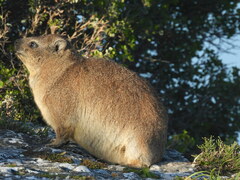 Procavia capensis capensis