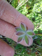 Pelargonium capitatum