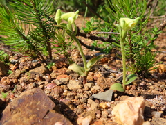 Disperis villosa