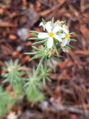 Leptosiphon nuttallii pubescens