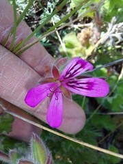 Pelargonium capitatum
