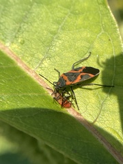 Lygaeus kalmii