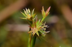 Juncus prismatocarpus leschenaultii