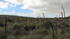 Xanthorrhoea brunonis