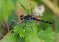 Sympetrum danae