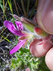 Pelargonium capitatum
