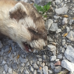 Mustela eversmanii