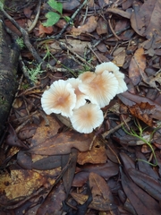 Lepiota rubrotinctoides