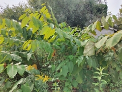 Reynoutria sachalinensis