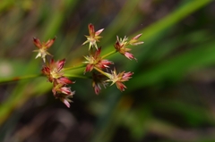 Juncus prismatocarpus leschenaultii
