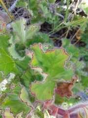 Pelargonium capitatum