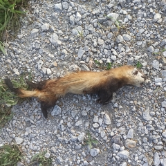 Mustela eversmanii