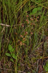 Juncus prismatocarpus leschenaultii