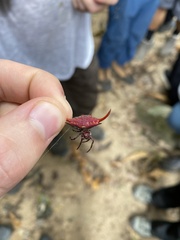 Gasteracantha falcicornis