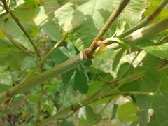 Reynoutria sachalinensis