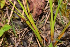 Juncus prismatocarpus leschenaultii