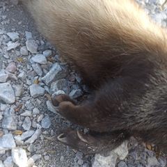 Mustela eversmanii