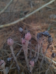 Monotropa uniflora