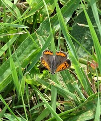 Lycaena phlaeas