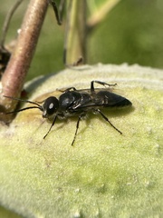 Astata