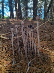 Monotropa uniflora