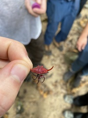 Gasteracantha falcicornis