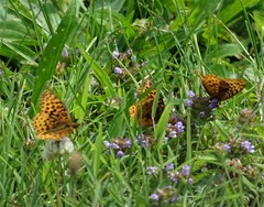 Boloria bellona