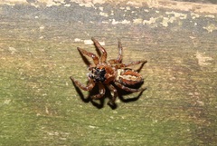 Plexippoides doenitzi