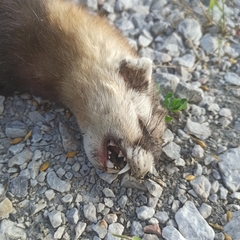 Mustela eversmanii