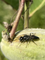 Astata