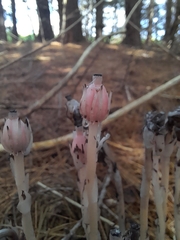 Monotropa uniflora