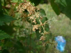 Reynoutria sachalinensis