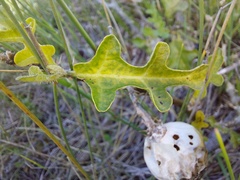 Solanum linnaeanum