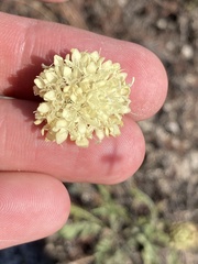 Dipsacoideae