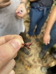 Gasteracantha falcicornis