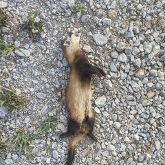 Mustela eversmanii