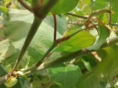 Reynoutria sachalinensis