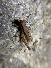 Pseudoxya diminuta