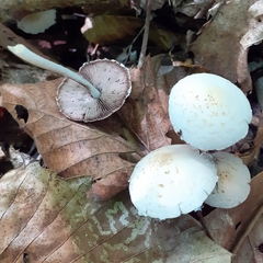 Candolleomyces