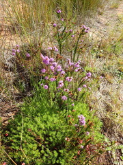 Selago villicaulis
